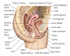 Female Reproductive Sys