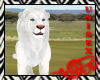 Safari White Lion Pet