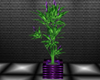 purple exotic plant