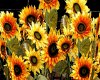 [FtP] Sunflowers