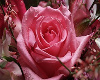 Pink Rose DOC