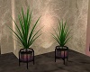 ~SL~ Nefertiti Plant Duo