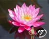 Pink Waterlily backgroun