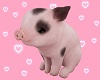 Mini pig sit 💋