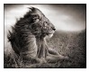 lion  pic