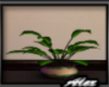 ~A~ Extasis Potted Plant