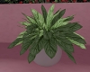 Valentines potted plant