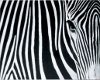 !B! Zebra Stripes Poster