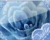 ♥Julie - Blue Rose