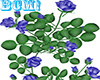 BCM! Rose Plant Blue