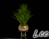 TCana~Plant V4