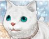 Koky White Cat