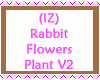 Rabbit Flowers Plant V2