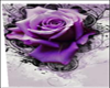 abstract purple rose