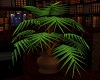 ~HD~wizard library plant
