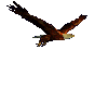 Eagle Flying animated
