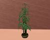 Plant Bamboo