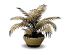 (mc) bLACK N GOLD PLANT