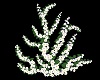 Flowered Creeper *White
