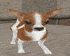 Chihuahua Animated/Sound