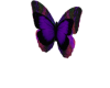 Butterfly Decor Purple