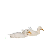 Animals-Ducks Laying