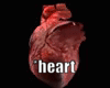 Realistic Heart + Sounds