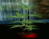 Req:Wedding Bamboo Plant