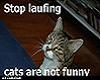 Cats Are Not Funny