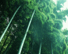 6v3| Green Trees