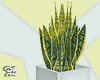 Modern Plants White Vase