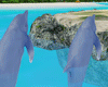 [kyh]xel ha dolphin