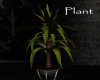 AV Plant