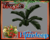 (H) Tropic Palm Plant