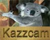 Koala  radio