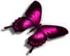 pink butterfly L