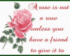 {*A Rose Is*}