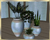 Tropical Potted Plants