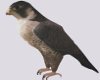 Animated Falcon