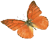 Butterflyfive