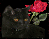  black cat with rose