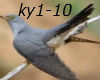 ky-ky(1)