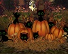 Pumpkin Patch Kitties