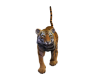 Tiger Foward