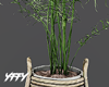 Areca Plant