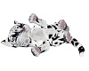 Baby snow leopard