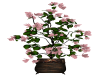 Flowering Potted Plant 4