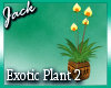 Exotic Plant 2 Derive