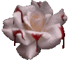 White Bloody Rose