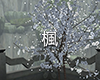 楓 White Blossom Tree